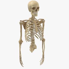 Real Human Rib Cage Spine Male Skull Calvicle Scapula and Arms Bones Anatomy 01 3D